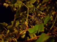 DSCN1533